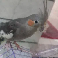 فروش عروس هلندی ماده