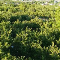 سند تکبرگ داخل بافت بالا سهمیه آب آبادی