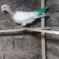 کفتر کبوتر پتی واله