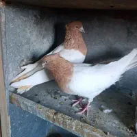 سه جفت کله ایی