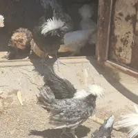 نیمچه پولاد، سلطان، لهستانی