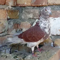 کبوتر گرفتنی