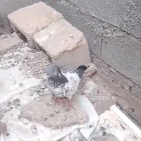 کبوتر شیخی