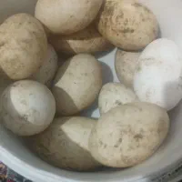 تخم غاز محلی