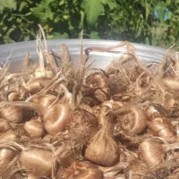 پیاز زعفران