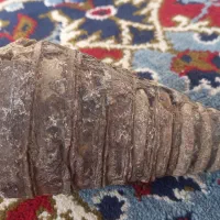 سنگ راف ....فسیل