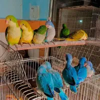 گرینچیک راهب ملنگو کاسکو خورشیدی کوتوله لوری