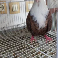 مخمل قهوه ای سوسنی سبز