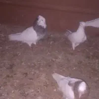 طوقی درجه یک همه رنگ موجوده