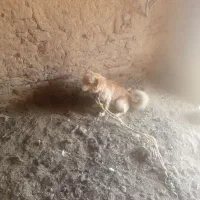 سگ پاکوتاه