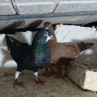 کفتر