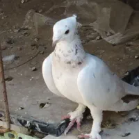 انواع طوقی