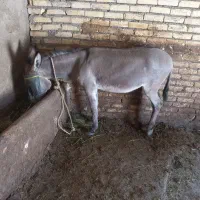 الاغ ماده