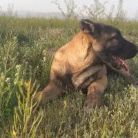 توله سگ سرابی ۴ ماهه