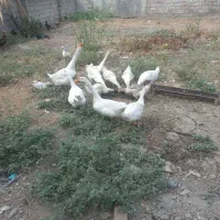 با سلام  ۱۱ عدد غو غاز  سالم وسلامت