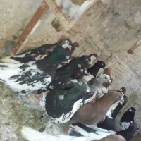 کفتر رنگه ۳۰تا