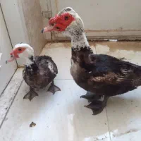 جوجه مرغ و اردک اسرائیلی