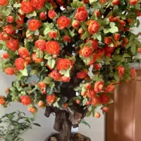 درختچه پرتغالی