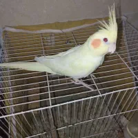 طوطی عروس سخنگو
