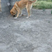 سگ‌سرابی