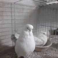 کبوتر نوک قنار