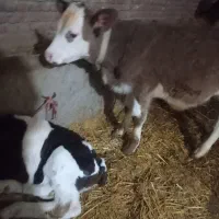 گوساله
