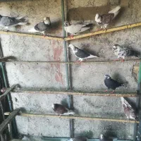 کبوتر پرشی همه باهم دونه ی150