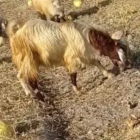 سه عدد چپش چاق سرحال
