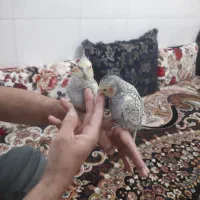 عروس هلندی