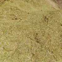 کاه لوبیا چیتی