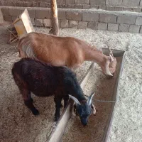 6عدد بز وبی چاق