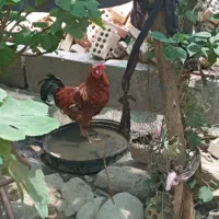 یک دانه  خروس محلی مرغ گیر