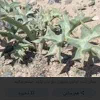 بهترین کراویا تیغ توراغ خوشاریزه معطر
