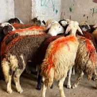 22 راس بره ماده پلنگی و کله سفید فروشی.        میش