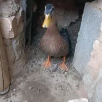 اردک نر ۵۰۰ هزار