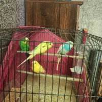 فروش پرنده مرغ عشق