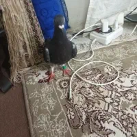 کبوتر نسل دار مسافتی ماده قشنگ پرهاش قیچی هستش