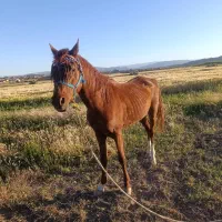 خرید فروش اسب پالونی