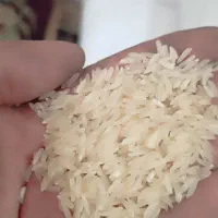 برنج ندا پاییزه