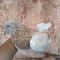کبوتر پرشی ساعت دار