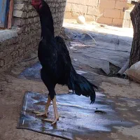 لاری اوشامو 5/5 دنگ مرغ و خروس