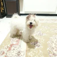 سگ پا کوتاه خانگی