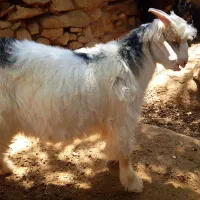 بیگ شیری