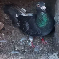 کبوتر مسافتی پلاک دار