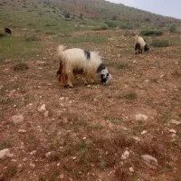 بزداشتی|حیوانات مزرعه|اردل, |دیوار