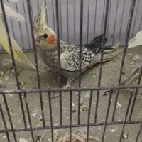 عروس هلندی  گل باقالی جوجه  دوماهه بسیار زیبا