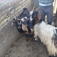 بزغاله نرسن یک سال تگشاد