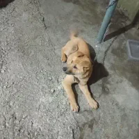 سگ‌نژاددارسراب‌وچاوچاو