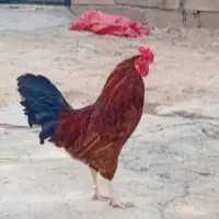 خروس