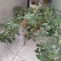 گل آپارتمانی شفلرا و کروتون